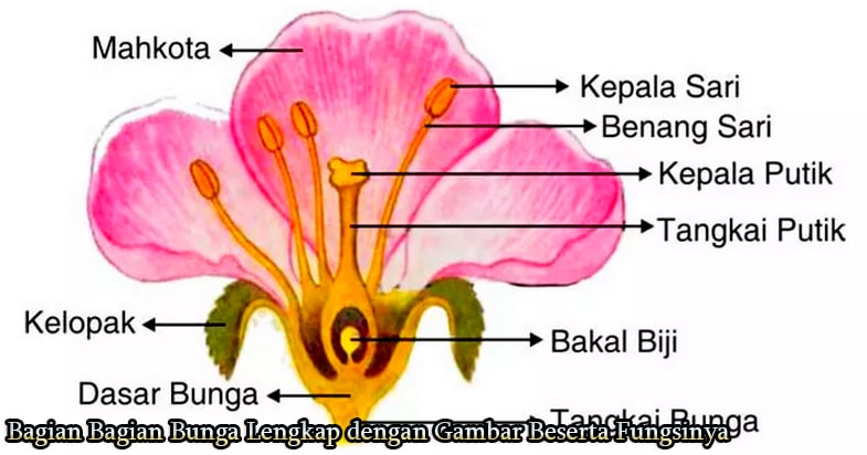 Detail Gambar Bagian Bagian Bunga Sepatu Nomer 11