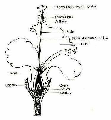 Detail Gambar Bagian Bagian Bunga Sepatu Nomer 54