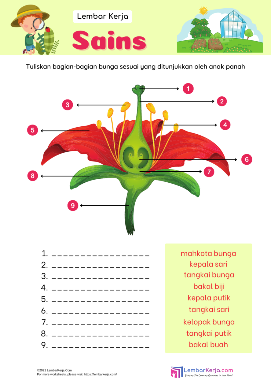 Detail Gambar Bagian Bagian Dari Bunga Nomer 18