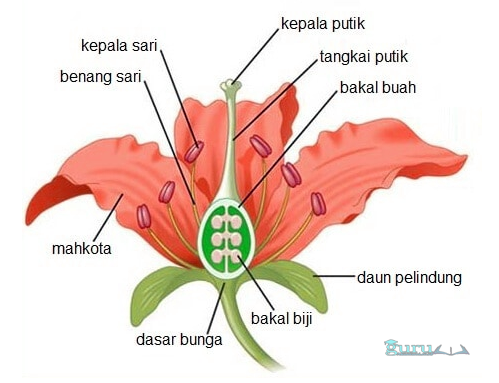 Detail Gambar Bagian Bagian Dari Bunga Nomer 32