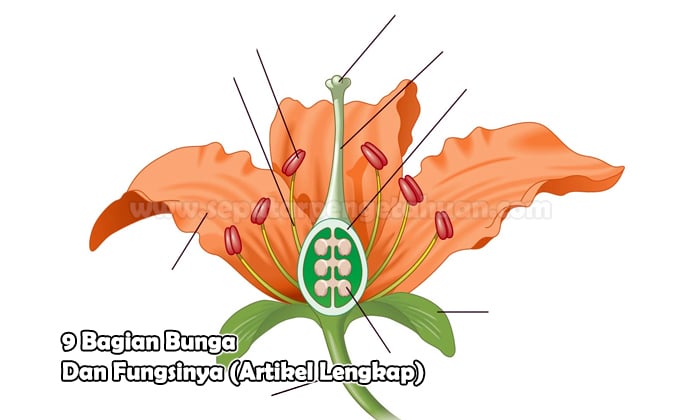 Detail Gambar Bagian Bagian Dari Bunga Nomer 33