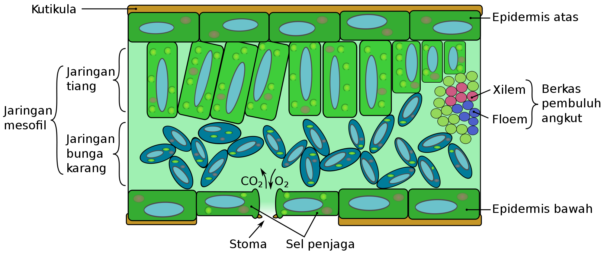 Gambar Bagian Bagian Daun - KibrisPDR