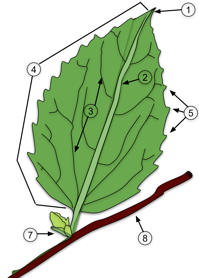 Detail Gambar Bagian Bagian Daun Nomer 17