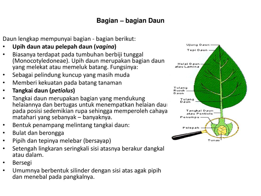 Detail Gambar Bagian Bagian Daun Nomer 28