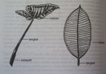 Detail Gambar Bagian Bagian Daun Nomer 36