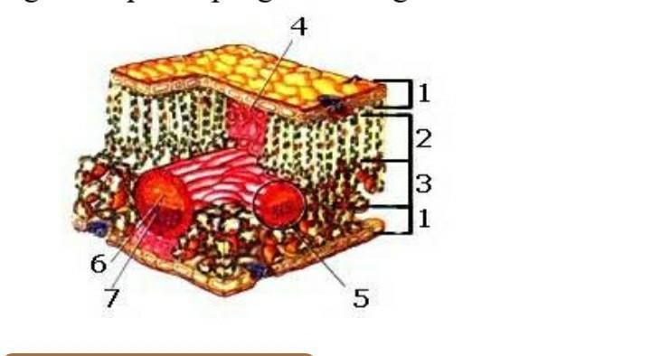 Detail Gambar Bagian Bagian Daun Nomer 43