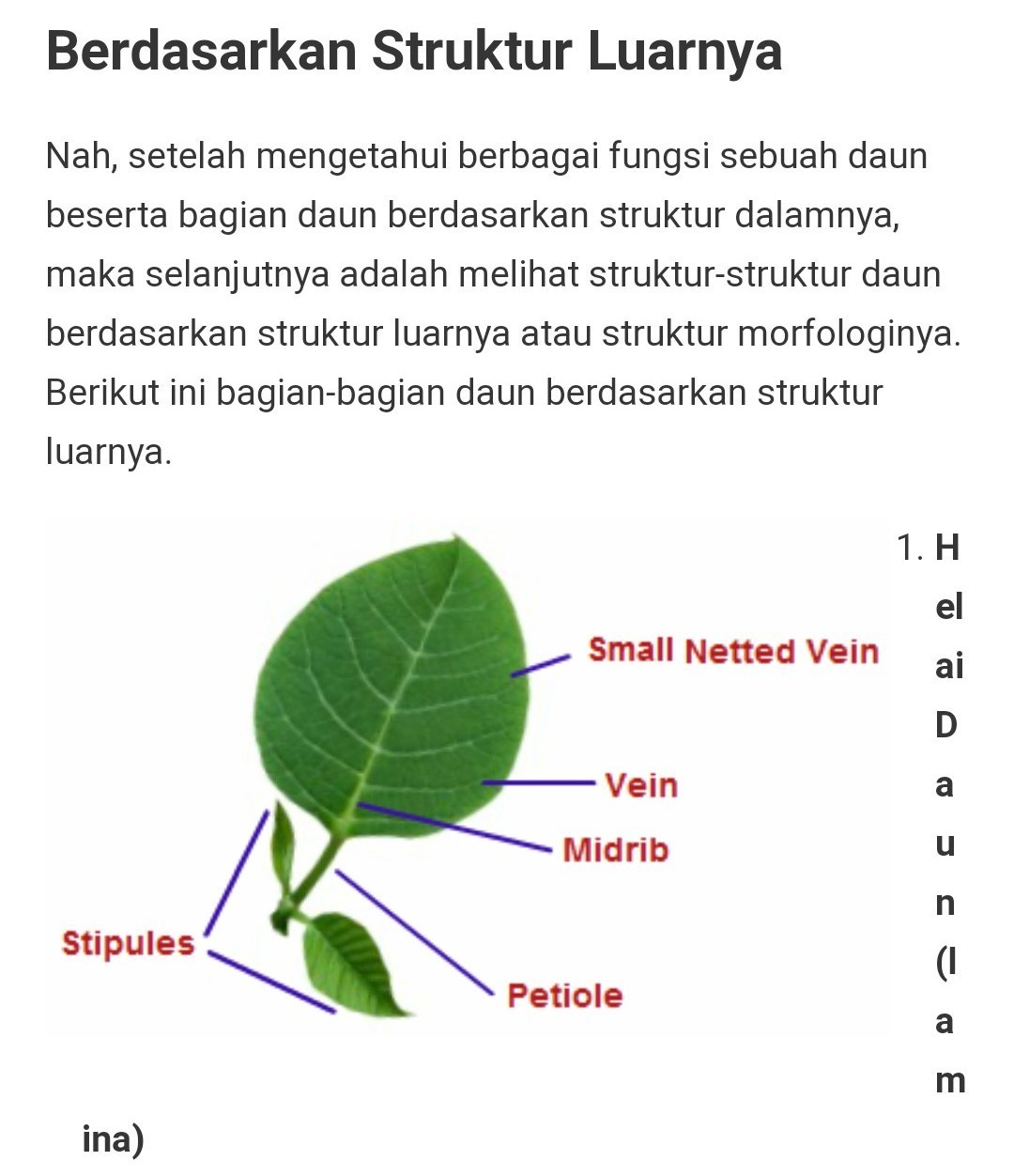 Detail Gambar Bagian Bagian Daun Nomer 6