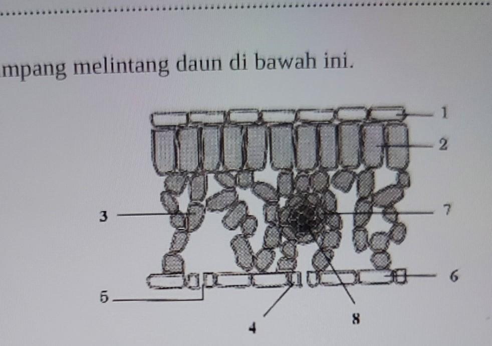 Detail Gambar Bagian Bagian Daun Nomer 54