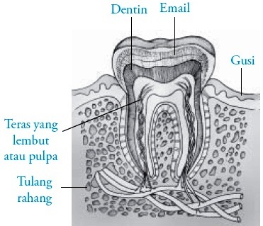 Detail Gambar Bagian Bagian Gigi Nomer 16