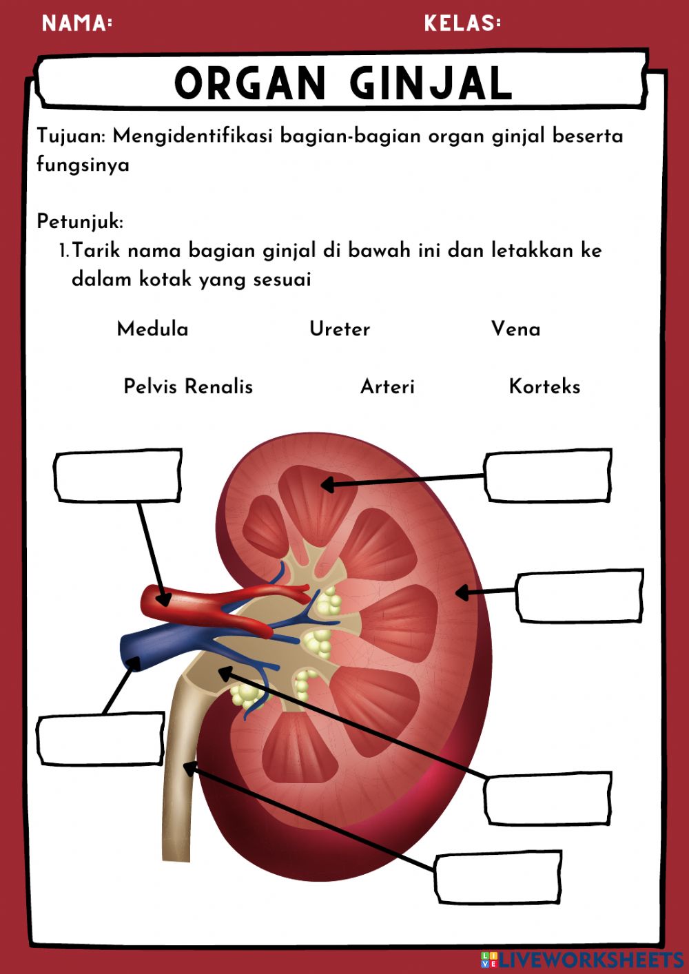 Detail Gambar Bagian Bagian Ginjal Nomer 11