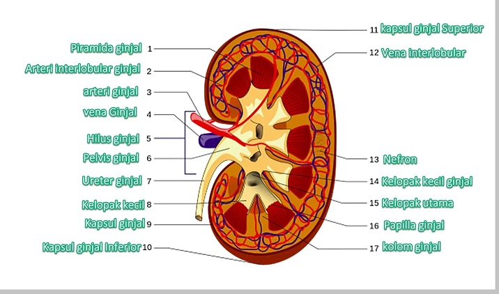 Detail Gambar Bagian Bagian Ginjal Nomer 20