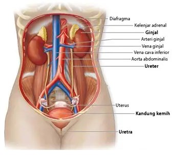 Detail Gambar Bagian Bagian Ginjal Nomer 21