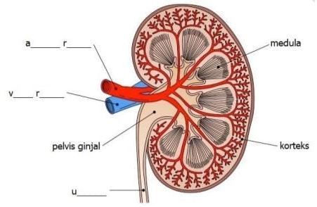 Detail Gambar Bagian Bagian Ginjal Nomer 22