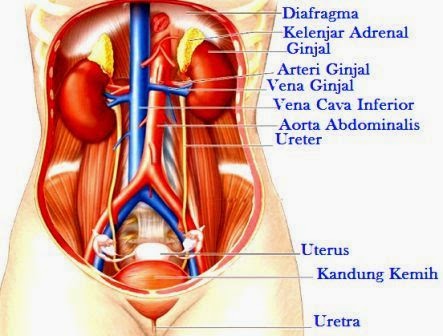 Detail Gambar Bagian Bagian Ginjal Nomer 23