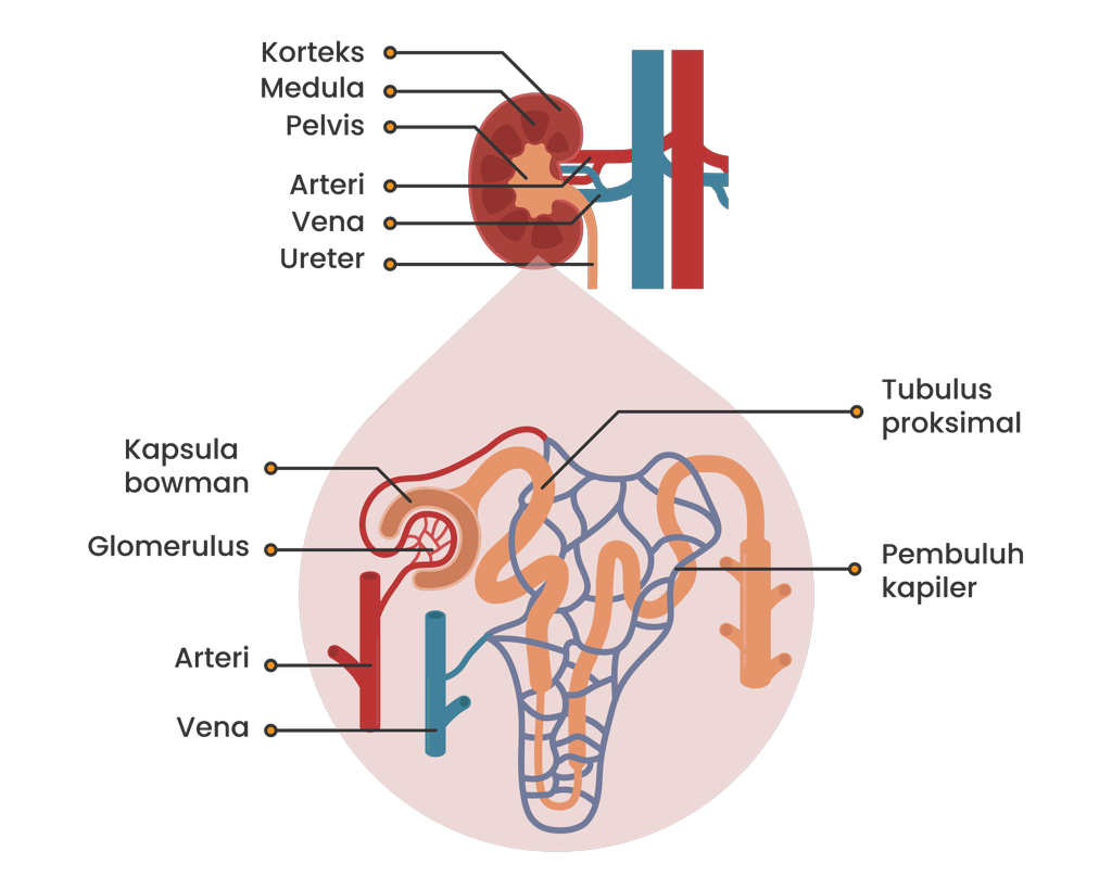 Detail Gambar Bagian Bagian Ginjal Nomer 24