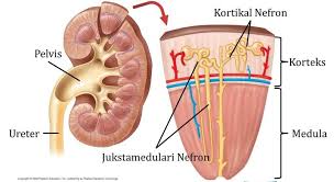 Detail Gambar Bagian Bagian Ginjal Nomer 28