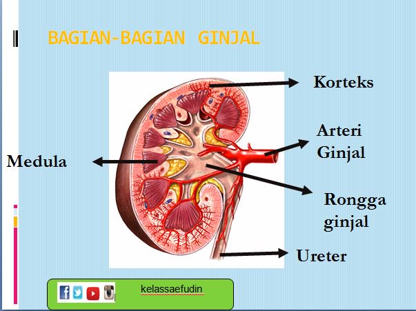 Detail Gambar Bagian Bagian Ginjal Nomer 29