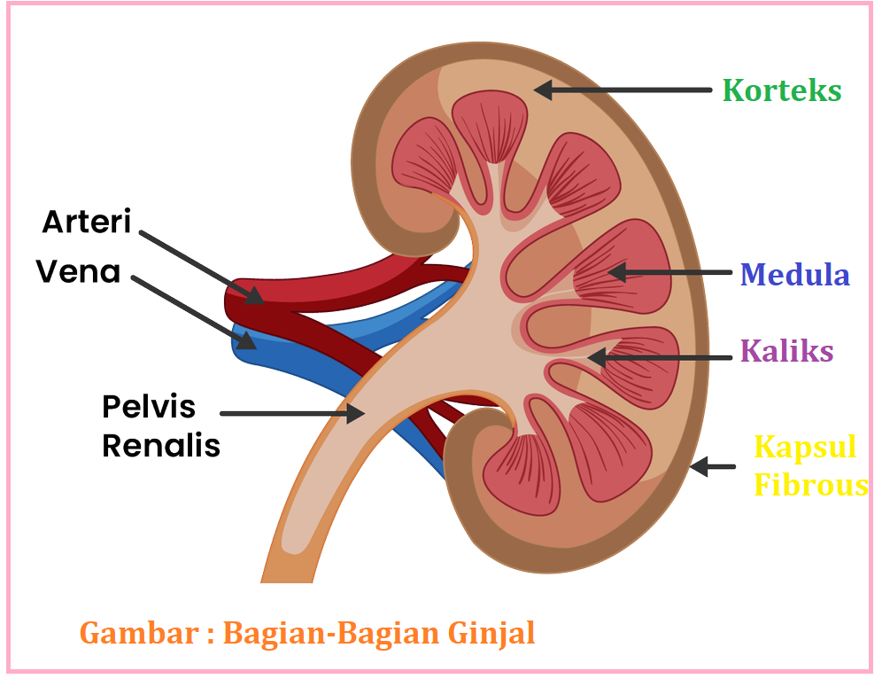 Detail Gambar Bagian Bagian Ginjal Nomer 31