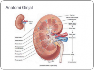 Detail Gambar Bagian Bagian Ginjal Nomer 33