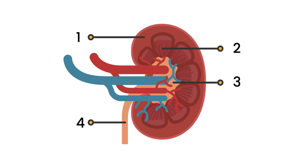 Detail Gambar Bagian Bagian Ginjal Nomer 39