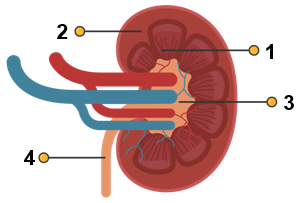 Download Gambar Bagian Bagian Ginjal Nomer 40
