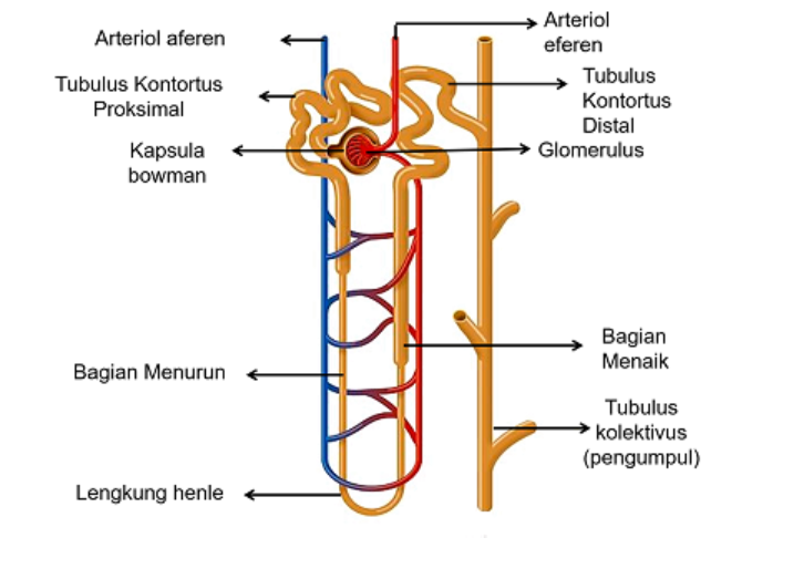 Detail Gambar Bagian Bagian Ginjal Nomer 41