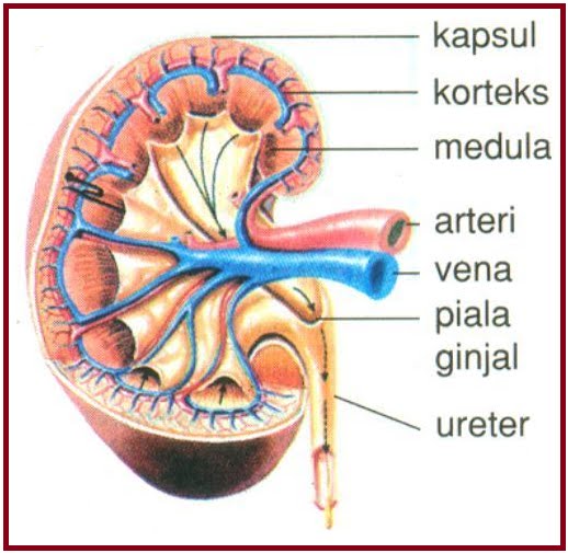 Detail Gambar Bagian Bagian Ginjal Nomer 43