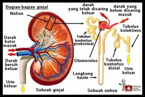 Detail Gambar Bagian Bagian Ginjal Nomer 44