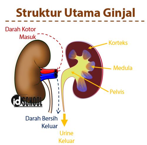 Detail Gambar Bagian Bagian Ginjal Nomer 45