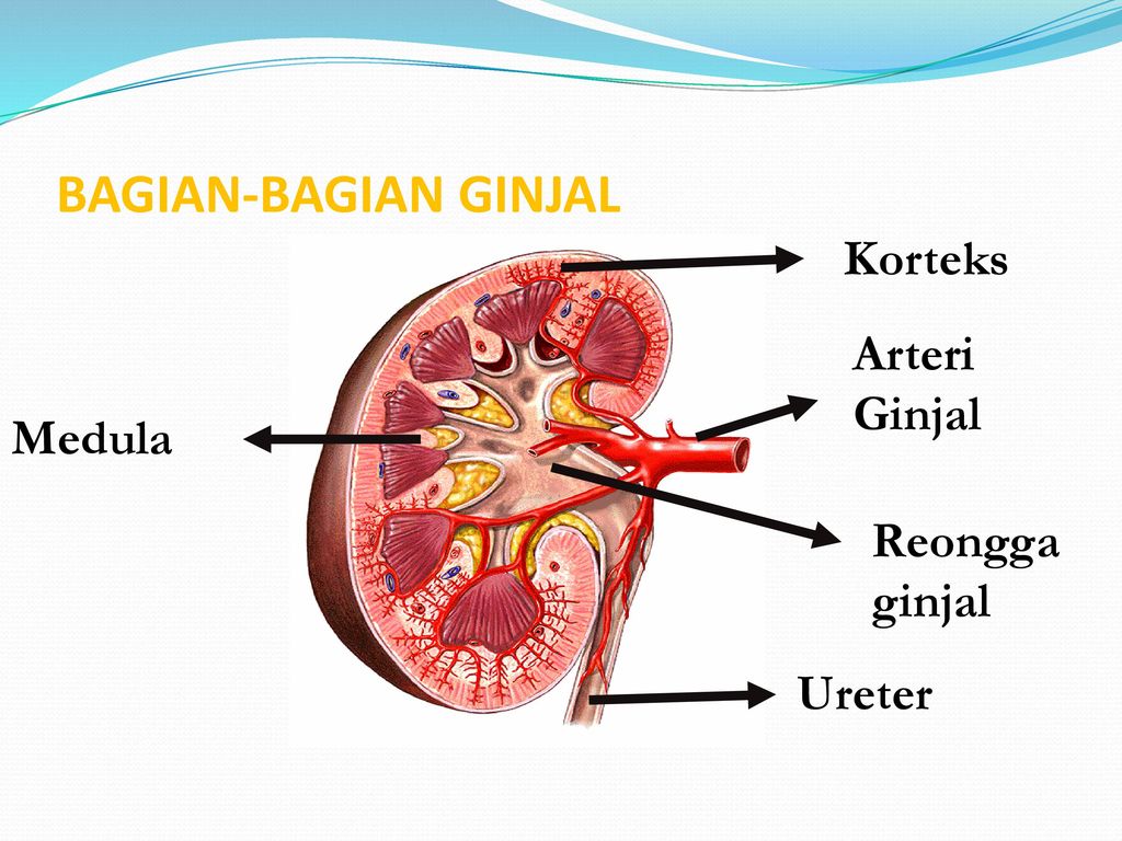 Detail Gambar Bagian Bagian Ginjal Nomer 46