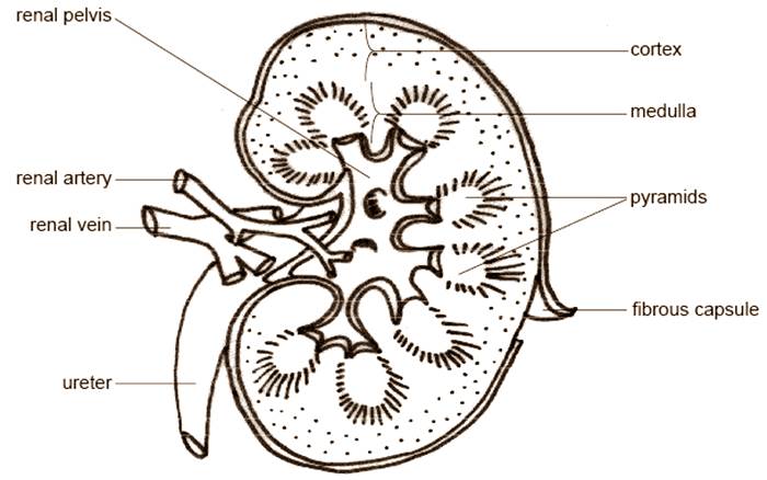 Detail Gambar Bagian Bagian Ginjal Nomer 50