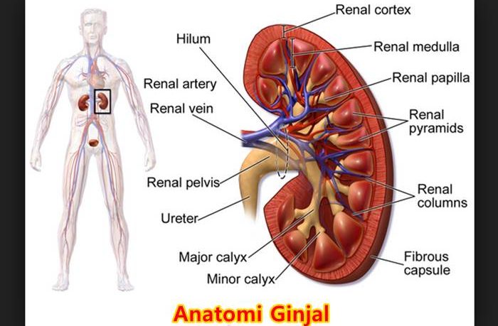 Detail Gambar Bagian Bagian Ginjal Nomer 7