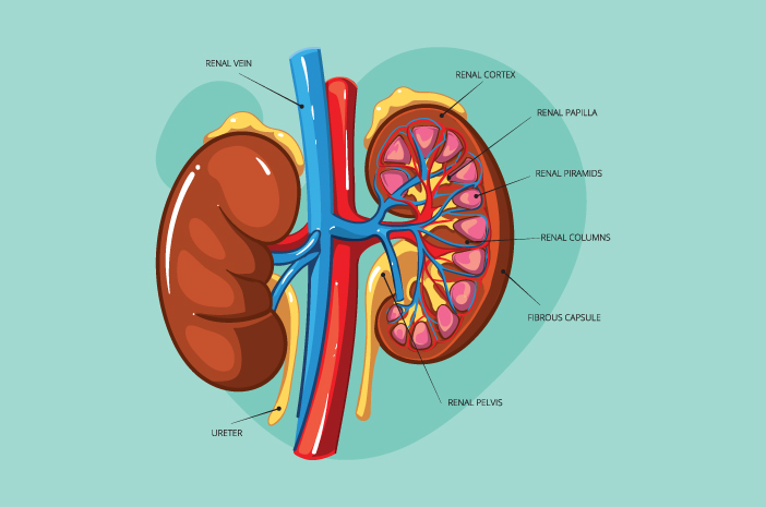Detail Gambar Bagian Bagian Ginjal Nomer 9