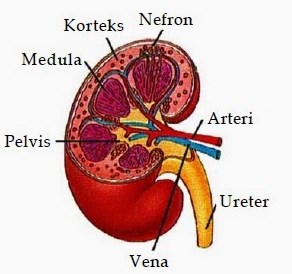 Detail Gambar Bagian Bagian Ginjal Nomer 10