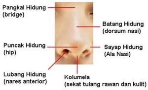 Detail Gambar Bagian Bagian Hidung Nomer 19