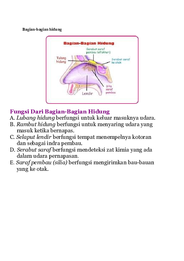 Detail Gambar Bagian Bagian Hidung Nomer 44