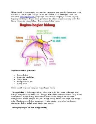 Detail Gambar Bagian Bagian Hidung Nomer 50