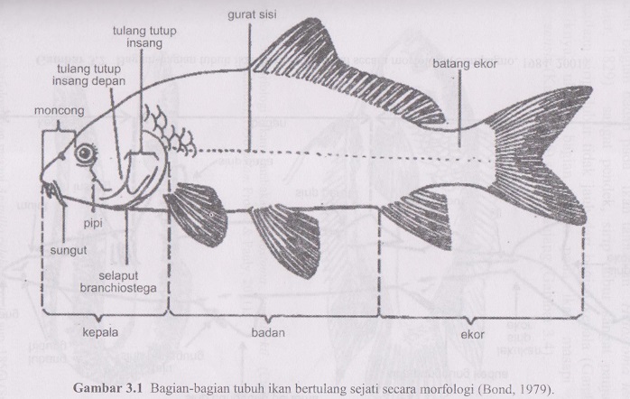 Detail Gambar Bagian Bagian Ikan Nomer 16