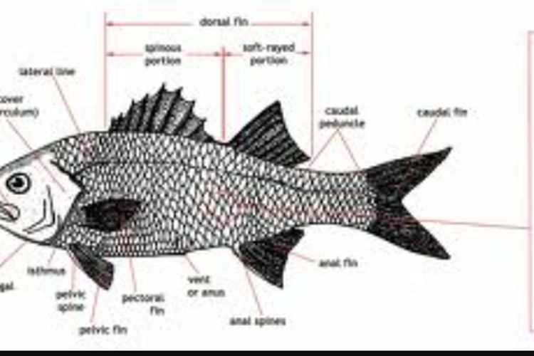 Detail Gambar Bagian Bagian Ikan Nomer 17