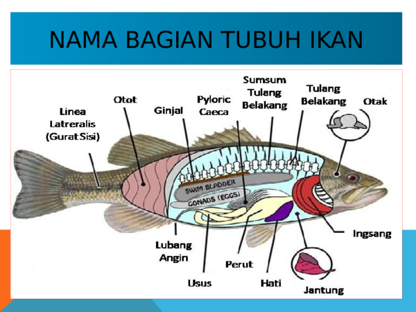 Detail Gambar Bagian Bagian Ikan Nomer 20