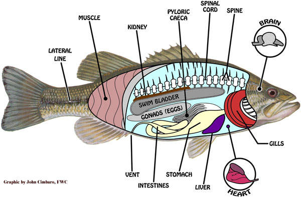 Detail Gambar Bagian Bagian Ikan Nomer 25