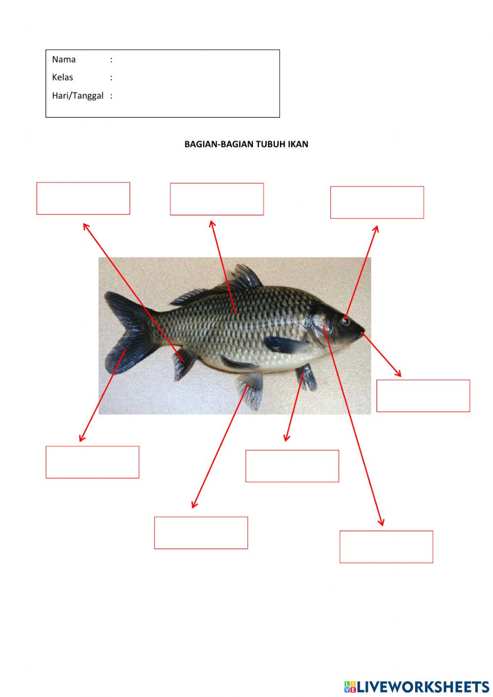 Detail Gambar Bagian Bagian Ikan Nomer 31