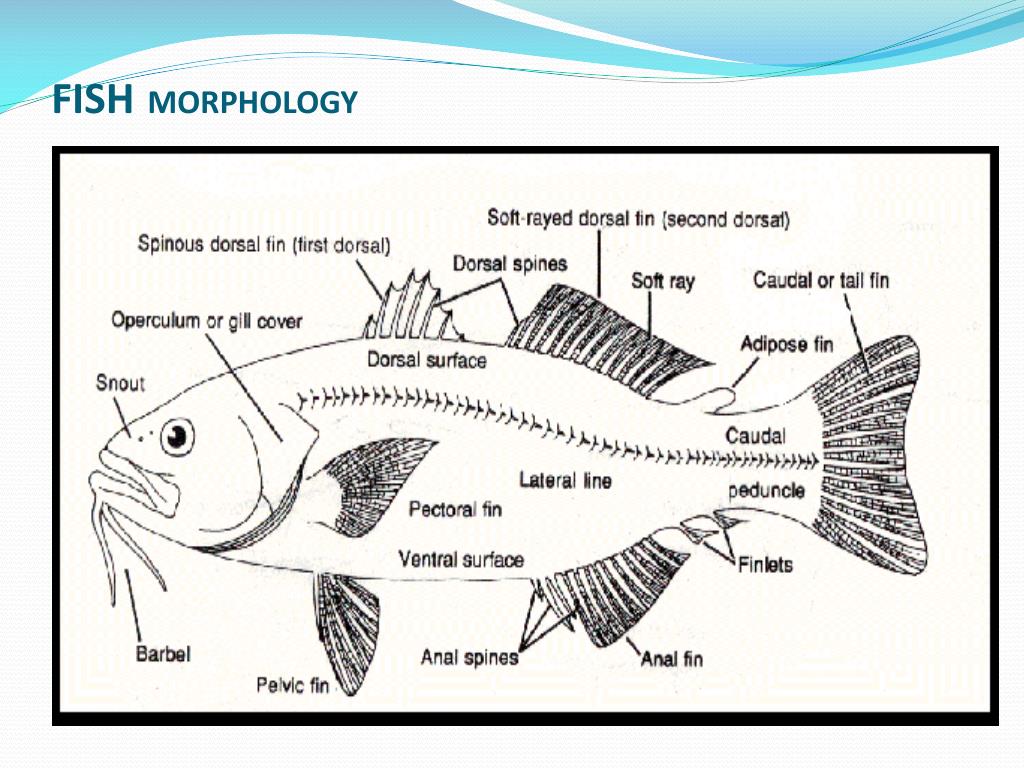 Detail Gambar Bagian Bagian Ikan Nomer 32