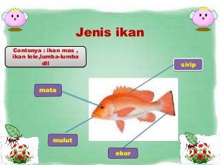 Detail Gambar Bagian Bagian Ikan Nomer 40