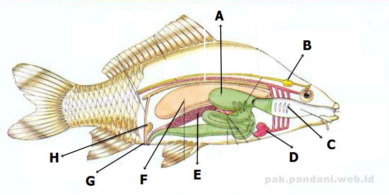 Detail Gambar Bagian Bagian Ikan Nomer 41