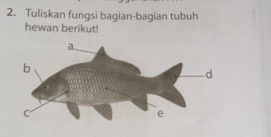 Detail Gambar Bagian Bagian Ikan Nomer 42