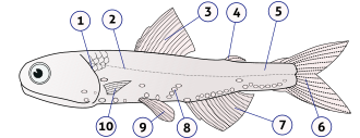 Detail Gambar Bagian Bagian Ikan Nomer 51