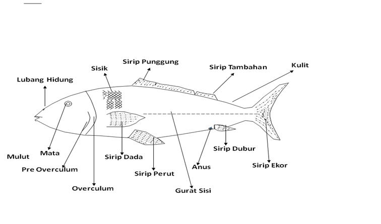 Detail Gambar Bagian Bagian Ikan Nomer 52