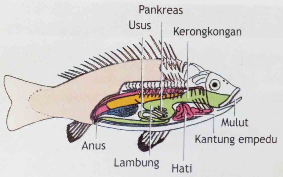 Detail Gambar Bagian Bagian Ikan Nomer 53