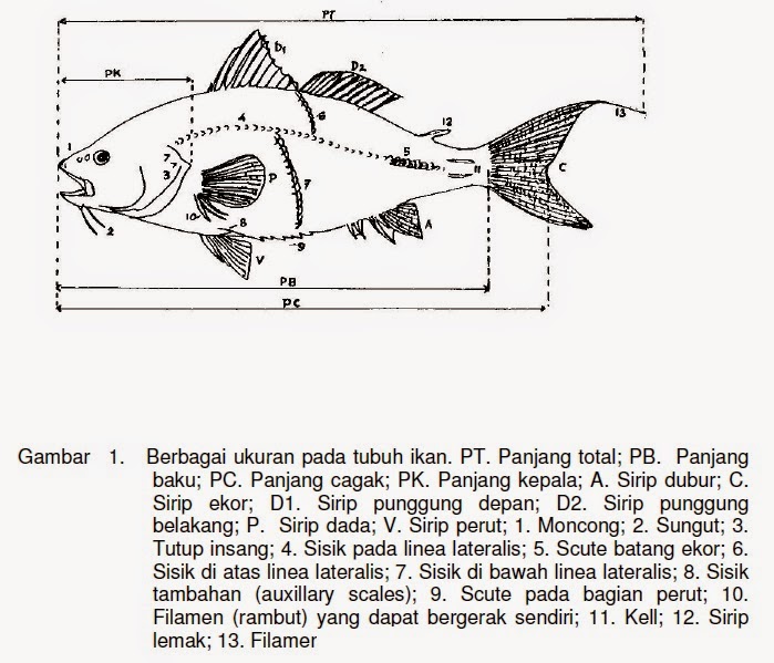 Detail Gambar Bagian Bagian Ikan Nomer 58